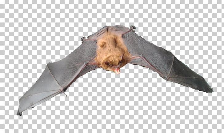 Michigan Bat Control PNG, Clipart, Animal, Animal Control And Welfare Service, Animals, Bait, Bat Free PNG Download
