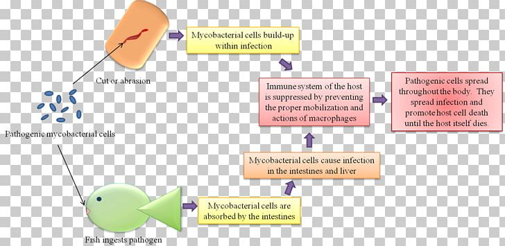 Mycobacterium Marinum Mycobacterium Kansasii Tuberculosis Pathogenesis PNG, Clipart, Angle, Area, Diagram, Eat, Fish Free PNG Download