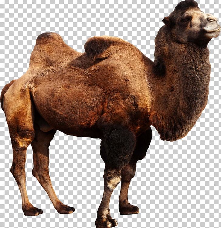 Wild Bactrian Camel Dromedary Stock Photography Camelops PNG, Clipart, Animals, Arabian Camel, Bactrian Camel, Camel, Camel Like Mammal Free PNG Download