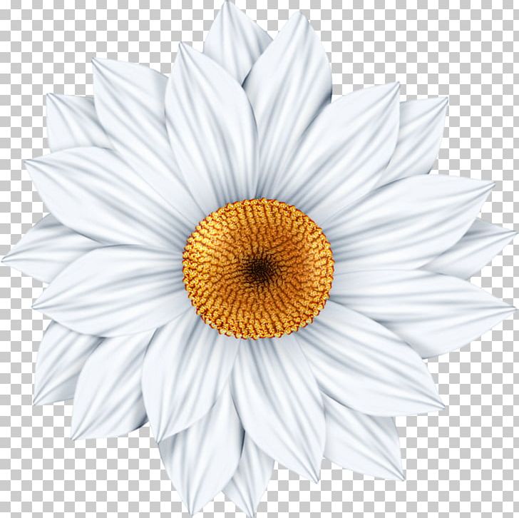 Common Daisy Photography Art PNG, Clipart, Art, Chrysanths, Common Daisy, Cut Flowers, Daisy Free PNG Download
