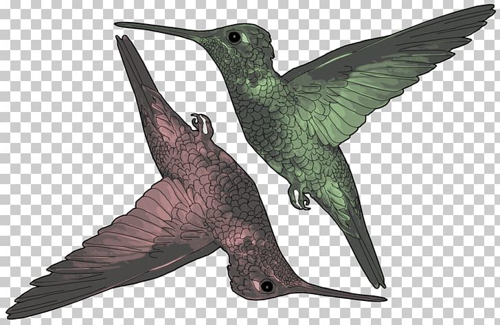 Hummingbird Beak Wing Fauna PNG, Clipart, Animals, Beak, Bird, Fauna, Hummingbird Free PNG Download