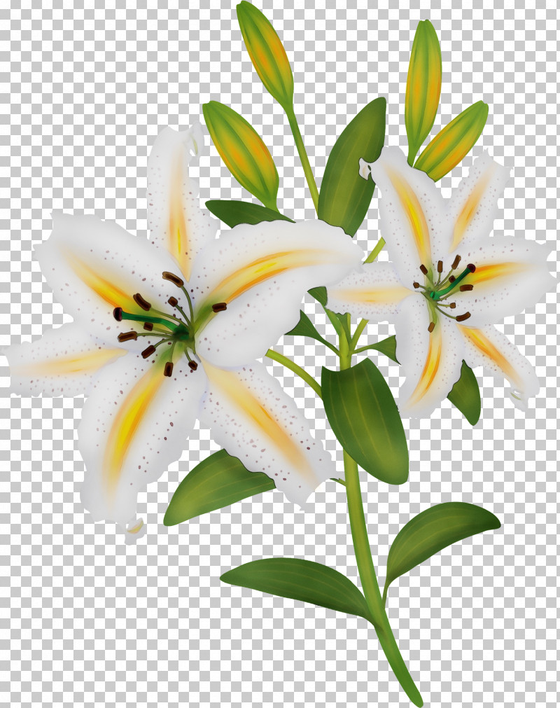 Flower Lily White Plant Petal PNG, Clipart, Bouquet, Cut Flowers, Flower, Lily, Lily Family Free PNG Download