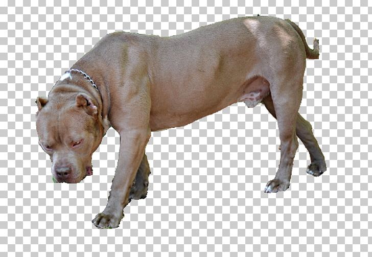 American Pit Bull Terrier Olde English Bulldogge Dog Breed PNG, Clipart, American Pit Bull Terrier, Breed, Bull, Bulldog, Bulldog Breeds Free PNG Download