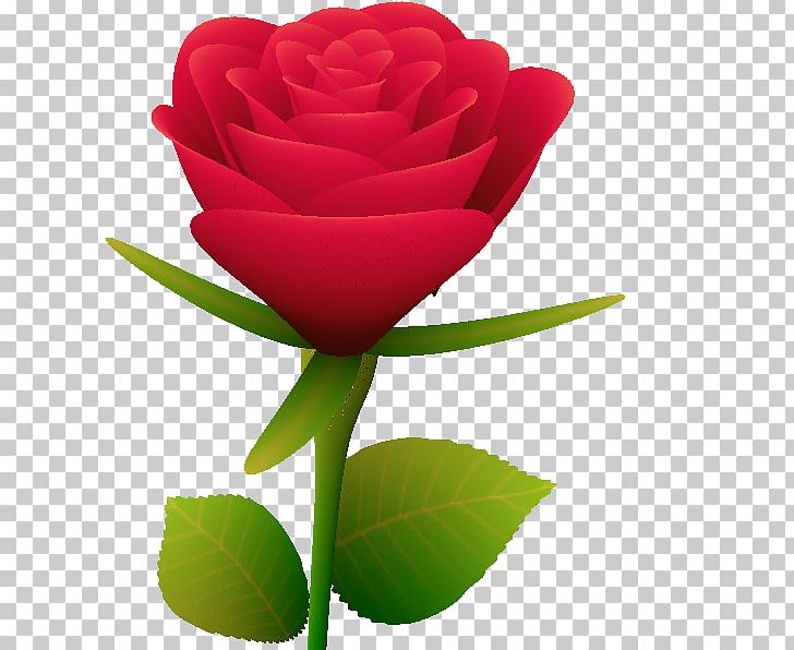 Beach Rose CSDN JavaScript PNG, Clipart, Body, Body Type, Bud, China Rose, Computer Science Free PNG Download