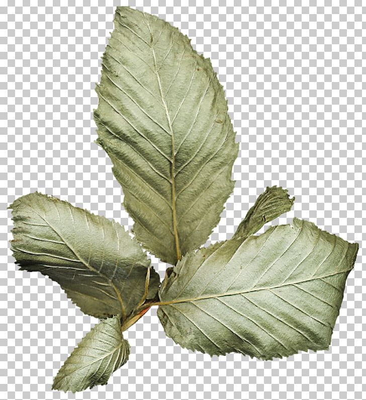Leaf Herb PNG, Clipart, Herb, Leaf, Plant, Tree, Vintage Free PNG Download