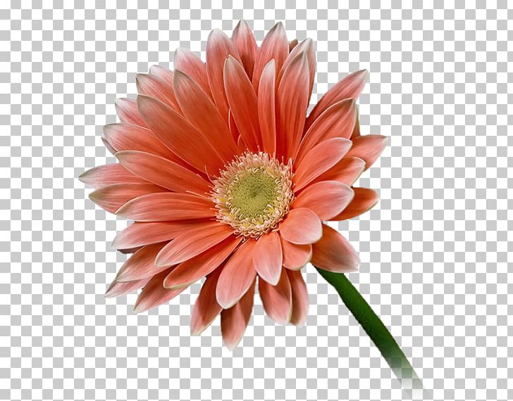 Oxeye Daisy Flower Transvaal Daisy PNG, Clipart, Blume, Chrysanths, Cut Flowers, Daisy Family, Flower Free PNG Download