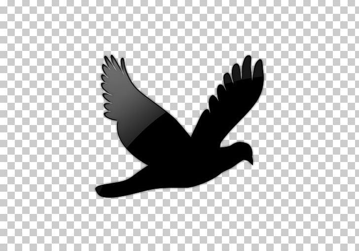 Bird Columbidae Flight PNG, Clipart, Beak, Bird, Bird Flight, Bird Of Prey, Black And White Free PNG Download