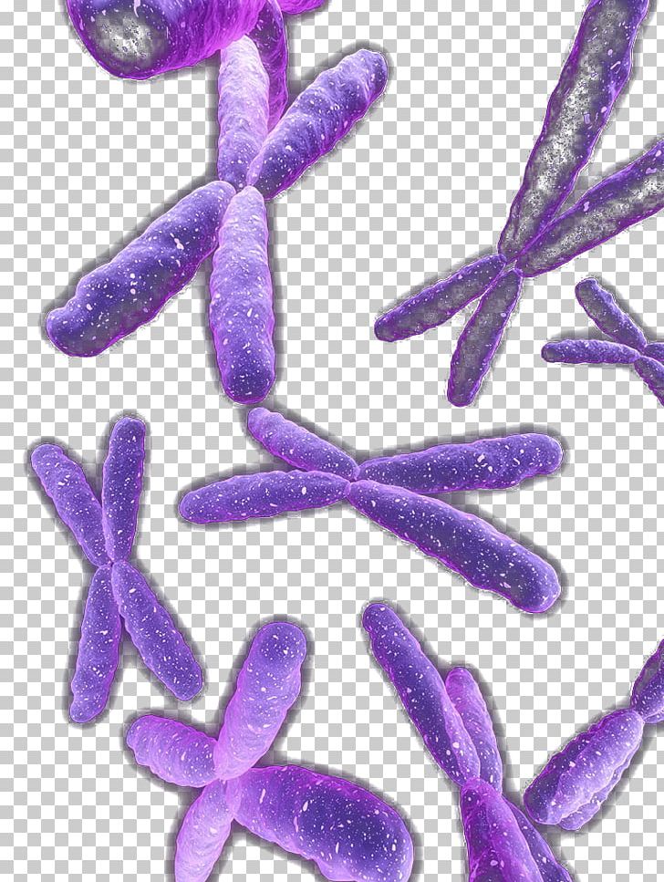 Violet Organism PNG, Clipart, Art, Biological, Chromosome, Gene, Lavender Free PNG Download