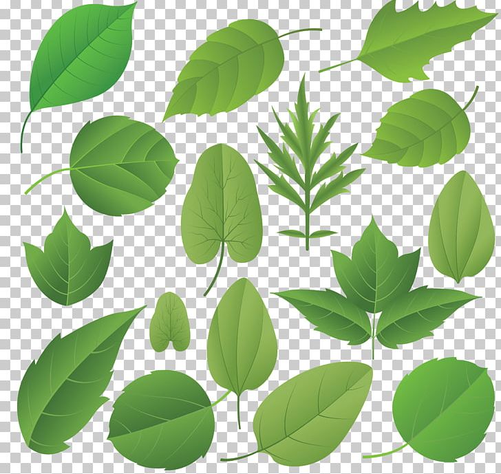 Autumn Leaf Color PNG, Clipart, Autumn, Autumn Leaf Color, Branch, Clip Art, Graphic Design Free PNG Download