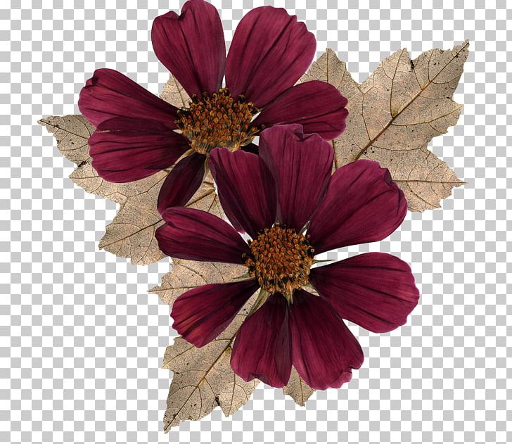 Cut Flowers Garden Cosmos Petal PNG, Clipart, 26 October, Autumn, Business Cluster, Chrysanthemum, Chrysanths Free PNG Download