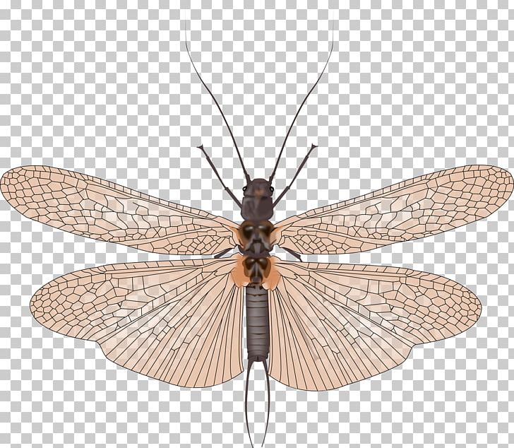 Net-winged Insects PNG, Clipart, Animals, Arthropod, Fly, Gryllotalpa Brachyptera, Insect Free PNG Download