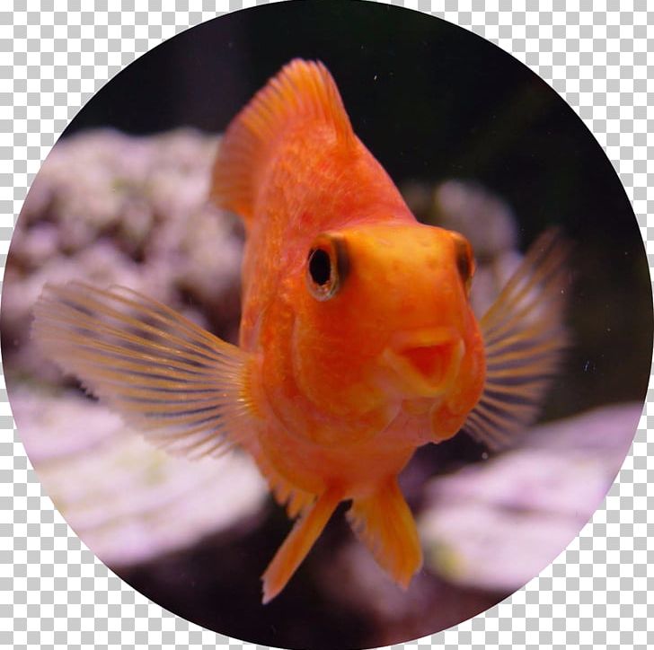 Goldfish Cypriniformes Aquarium Ornamental Fish PNG, Clipart, Animals, Aquarium, Beak, Bony Fish, Computer Free PNG Download