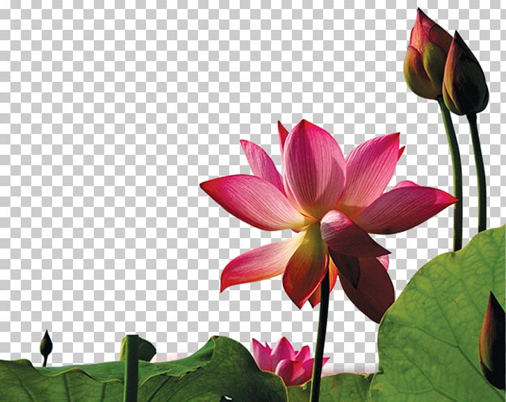 Lotus Effect Nelumbo Nucifera Euclidean PNG, Clipart, Aquatic Plant, Computer Wallpaper, Download, Element, Flora Free PNG Download