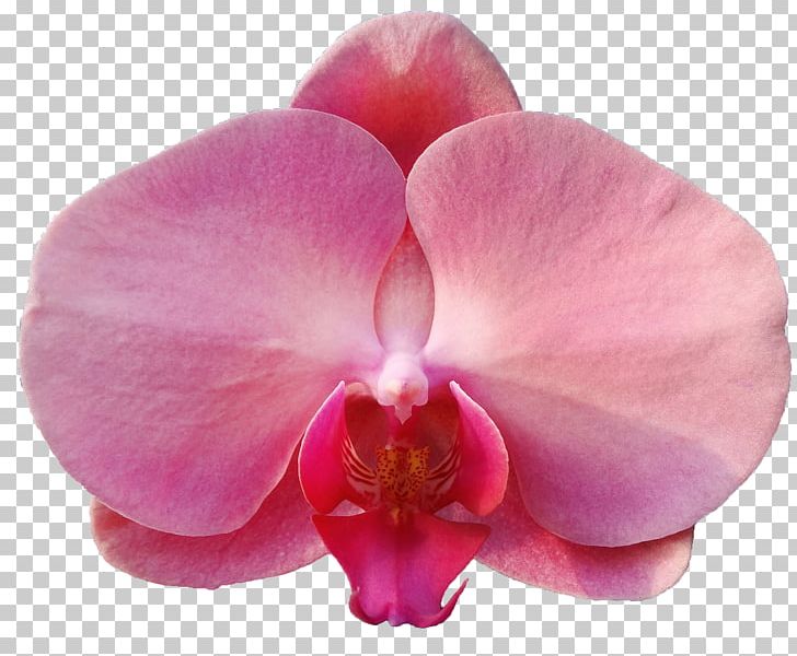 Moth Orchids Violet Close-up Petal Pink M PNG, Clipart, Closeup, Family, Flower, Flowering Plant, Magenta Free PNG Download