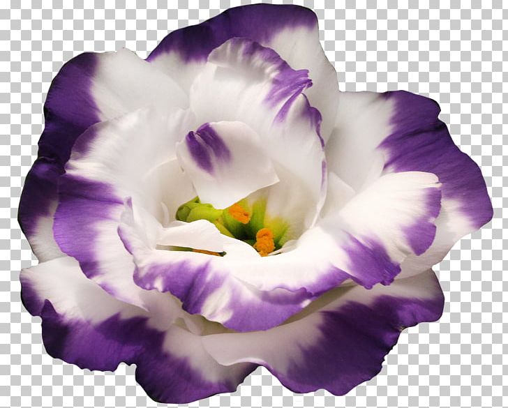 Prairie View A&M University Purple Flower Flora-Piter Jacket PNG, Clipart, 2018, 2019, Avatan, Avatan Plus, Education Free PNG Download