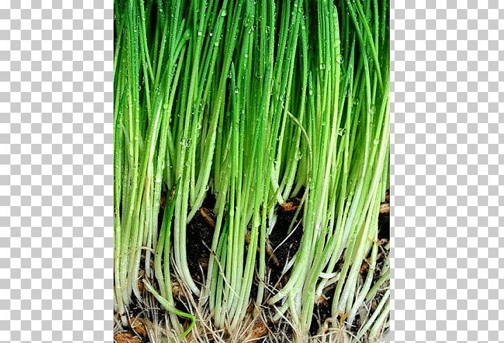 Vetiver-Öl Essential Oil Vetivergrass PNG, Clipart, Allium Fistulosum, Carrier Oil, Chrysopogon, Chrysopogon Zizanioides, Commodity Free PNG Download