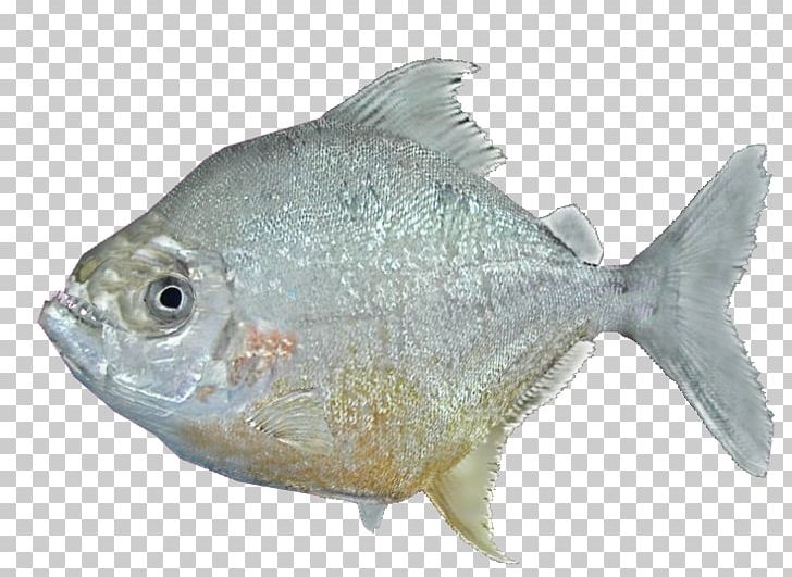 Wimple Piranha Catoprion Serrasalmus Fish PNG, Clipart, Agt, Animal, Cod, Crookedstar, Fauna Free PNG Download