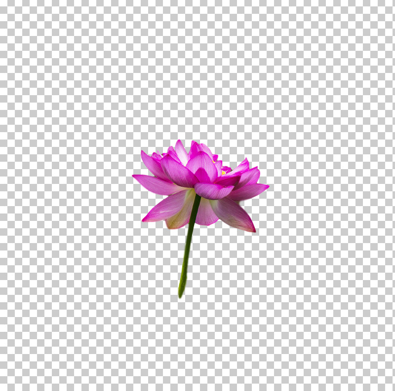 Plant Stem Sacred Lotus Cut Flowers Nelumbonaceae Petal PNG, Clipart, Childrens Film, Cut Flowers, Family, Flora, Flower Free PNG Download