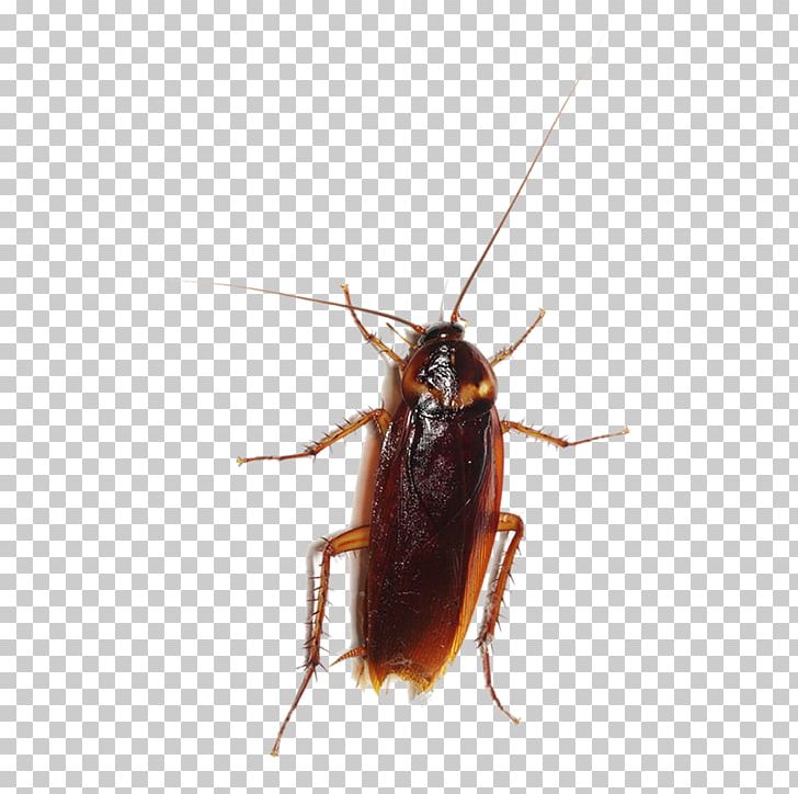 Cockroach Entokim Çevre Sağlığı Hizmetleri Insect Pest Blattodea PNG, Clipart, Animals, Arthropod, Blattodea, Cockroach, Cricket Free PNG Download
