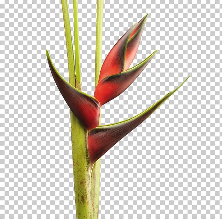 Heliconia Chartacea Cut Flowers Plant Bud Lobster-claws PNG, Clipart, Arawak, Bud, Cut Flowers, Flower, Follaje Free PNG Download