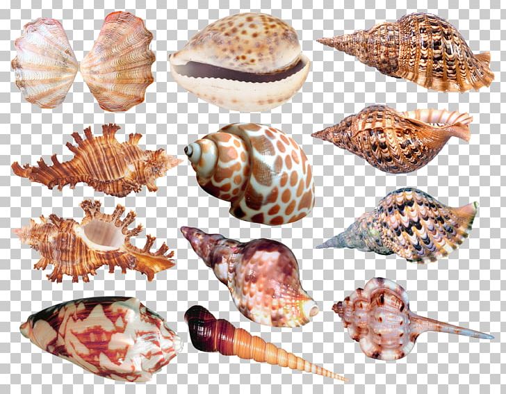 Seashell Conchology Raster Graphics PNG, Clipart, Animal, Animal Product, Animals, Beach, Cockle Free PNG Download