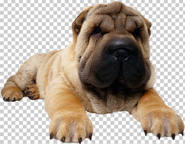 Shar Pei Puppy Yorkshire Terrier Bulldog West Highland White Terrier PNG, Clipart, Animals, Bulldog, Carnivoran, Companion Dog, Dog Breed Free PNG Download
