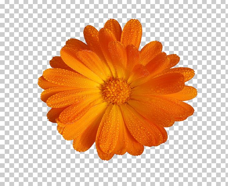 Stock Photography Flower Transvaal Daisy Floral Design PNG, Clipart, Calendula, Chrysanths, Common Daisy, Cut Flowers, Daisy Family Free PNG Download
