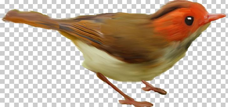 Bird PNG, Clipart, Animals, Beak, Bird, Blog, Cari Free PNG Download