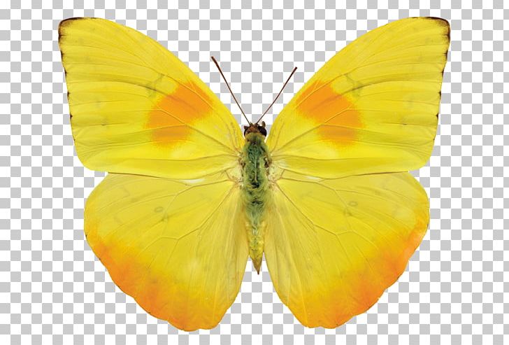 Butterfly Gossamer-winged Butterflies Stock Photography PNG, Clipart, Arthropod, Brush Footed Butterfly, Butterfly, Colias, Dario Free PNG Download