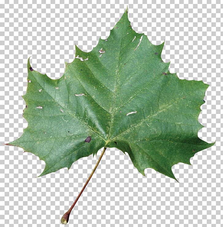 American Sycamore Sycamore Maple Leaf Beach Rose American Sweetgum PNG, Clipart, American Sweetgum, American Sycamore, Autumn Leaf Color, Beach Rose, Dicotyledon Free PNG Download