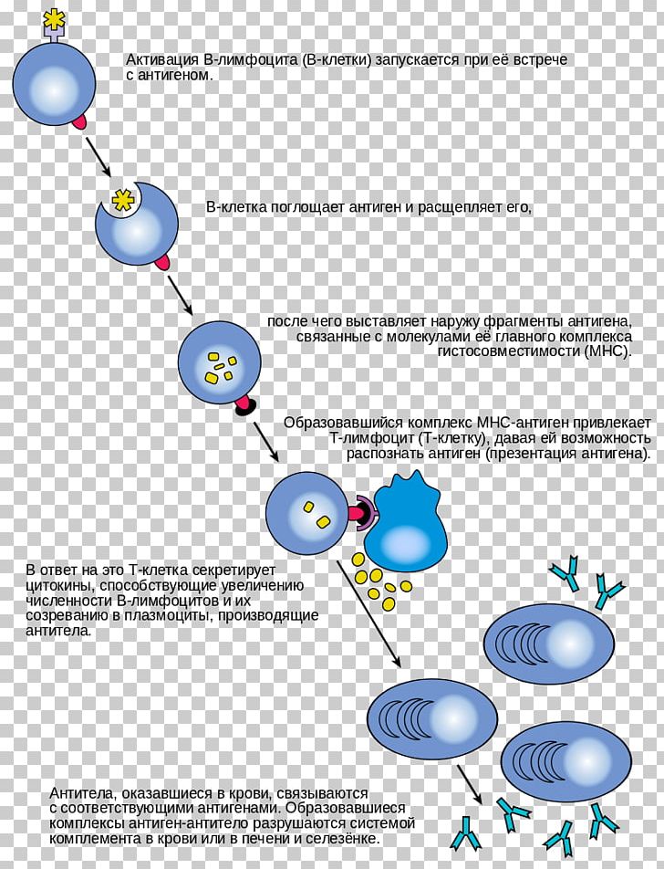B Cell Lymphocyte T Cell Antibody Immune System PNG, Clipart, Adaptive Immune System, Antibody, Antigen, Area, B Cell Free PNG Download