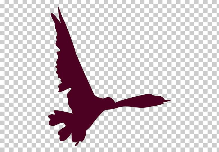 Bird Eagle Flight PNG, Clipart, Beak, Bird, Bird Of Prey, Black And White, Eagle Free PNG Download