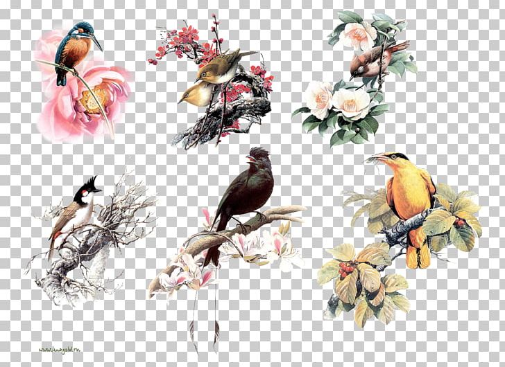Bird Owl Beak PNG, Clipart, Animals, Art, Beak, Bird, Branch Free PNG Download