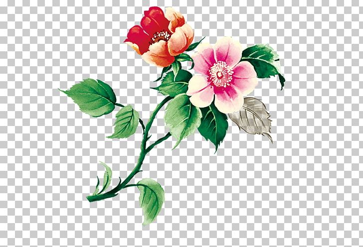Centifolia Roses Garden Roses Flower PNG, Clipart, Album, All Kinds Of Flowers, Centifolia Roses, Cut Flowers, Dahlia Free PNG Download