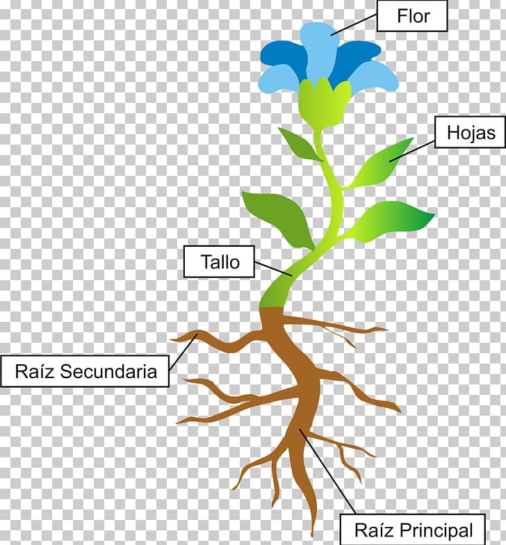 Flowering Plant Primary Education Photosynthesis Thallus PNG, Clipart, Area, Botany, Branch, Character Structure, Child Free PNG Download