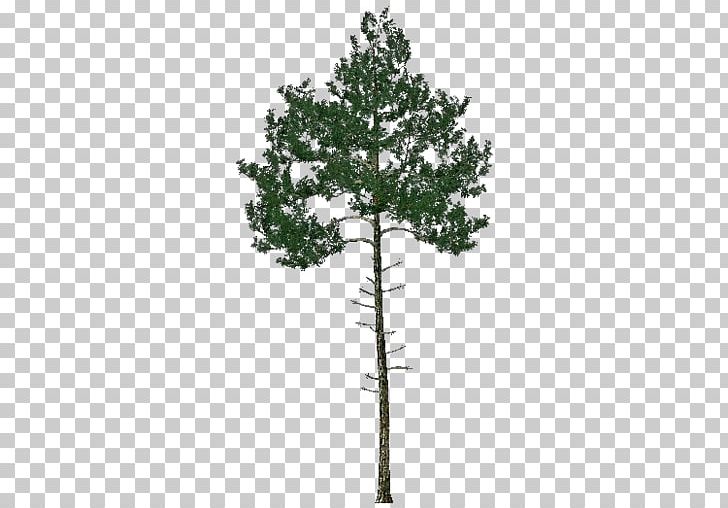 Pine Family Evergreen PNG, Clipart, Branch, Conifer, Evergreen, Others, Pine Free PNG Download