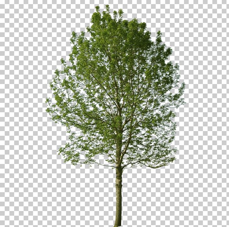 Populus Nigra Tree Landscape Architecture Black Locust PNG, Clipart, Architecture, Birch, Black Locust, Branch, Cottonwood Free PNG Download