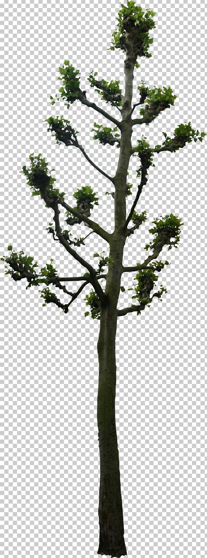 Tree Woody Plant Lindens 3D Computer Graphics PNG, Clipart, 3d Computer Graphics, Bonsai, Branch, Conifer, Conifers Free PNG Download