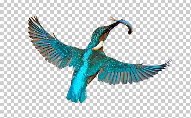 Birds Common Kingfisher Kingfisher Belted Kingfisher Sacred Kingfisher PNG, Clipart, Alcedo, Bald Eagle, Baltimore Oriole, Belted Kingfisher, Birds Free PNG Download