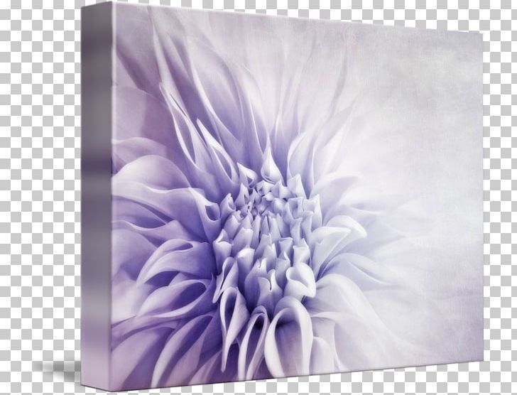 Gallery Wrap Chrysanthemum Canvas Art Dahlia PNG, Clipart, Art, Canvas, Chrysanthemum, Chrysanths, Dahlia Free PNG Download