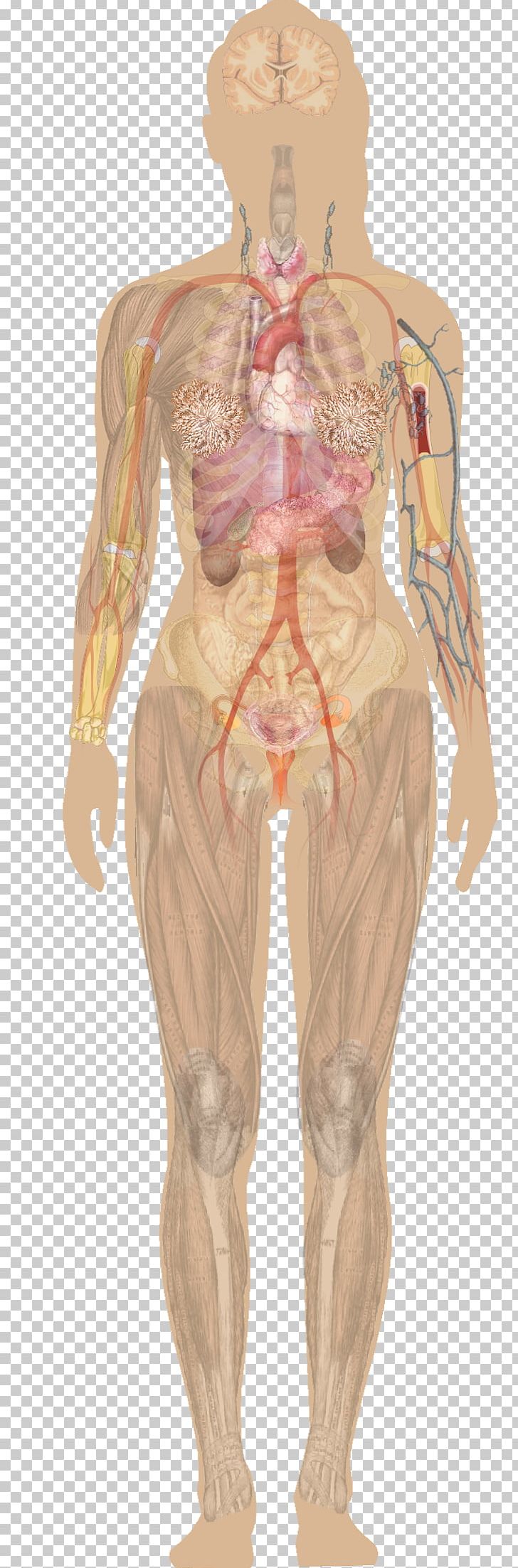 male body organ diagram