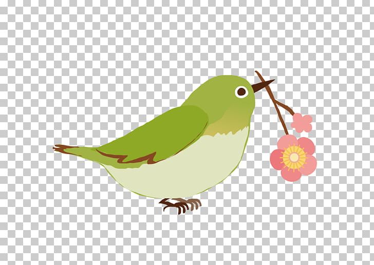 Japanese White-eye Mejiro PNG, Clipart, Animals, Beak, Bird, Computer Icons, Decor Line Free PNG Download