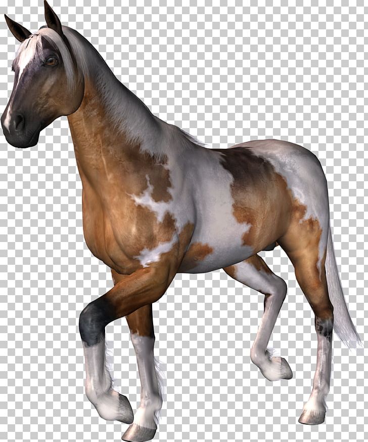 Mustang Stallion Foal Pack Animal PNG, Clipart, Animal, Bit, Colt, Equus, Foal Free PNG Download