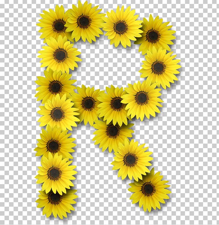 Common Sunflower Letter Alphabet PNG, Clipart, Alphabet, Common Sunflower, Daisy Family, Flower, Flowering Plant Free PNG Download
