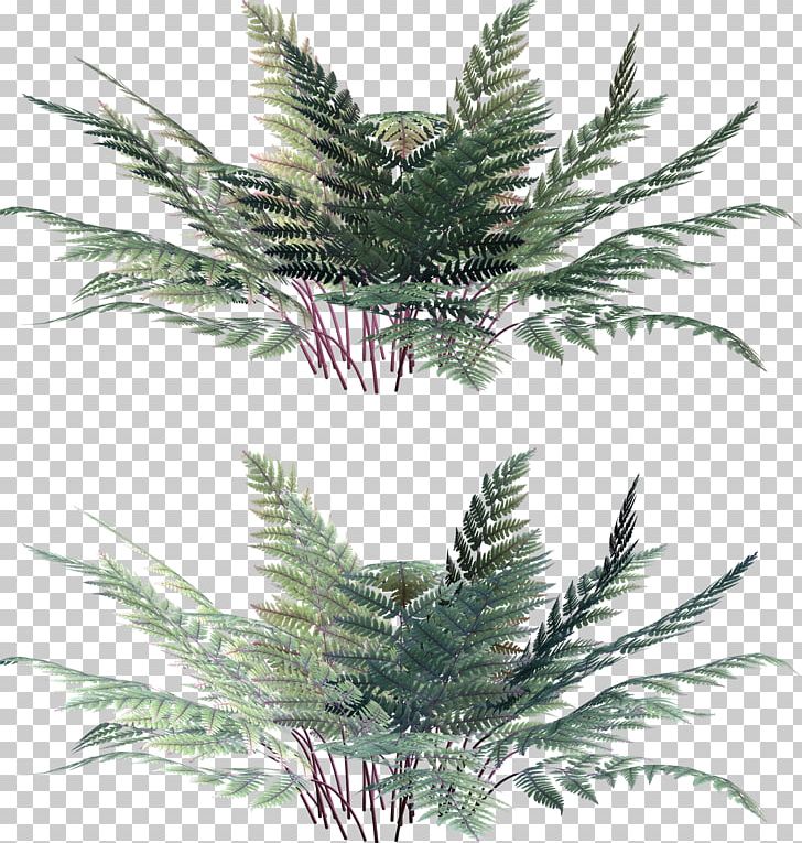 Leaf Vascular Plant Fern PNG, Clipart, Arecales, Branch, Burknar, Clip Art, Conifer Free PNG Download
