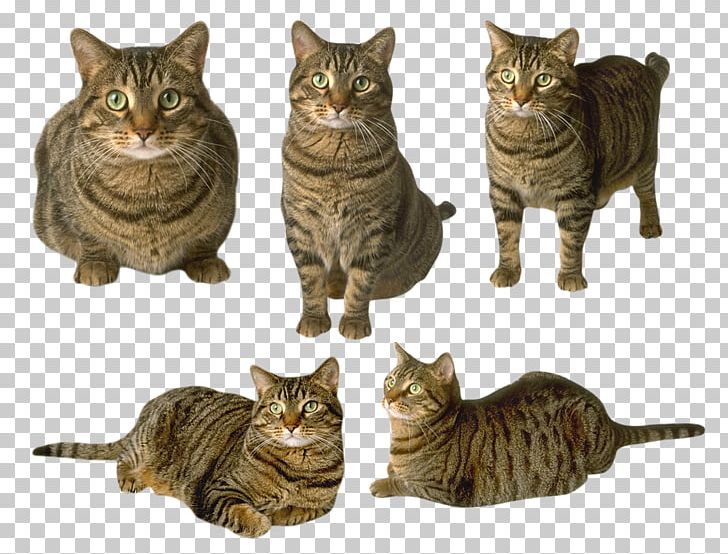 Meow Cat Sounds Dog Felidae Presentation PNG, Clipart, Animal, Carnivoran, Cartoon, Cat Like Mammal, Decoration Image Free PNG Download