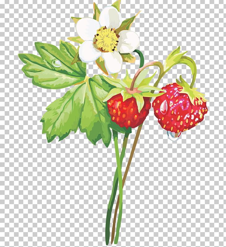 Musk Strawberry Aedmaasikas PNG, Clipart, Amorodo, Auglis, Berry, Blueberry, Cherry Free PNG Download