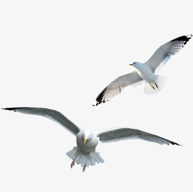 Seagull PNG, Clipart, Animal, Bird, Fly, Gray, Seagull Free PNG Download