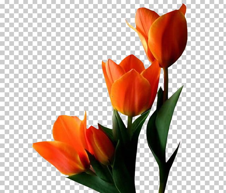 Tulip Flower PNG, Clipart, Bud, Computer Icons, Cut Flowers, Desktop Wallpaper, Floral Design Free PNG Download