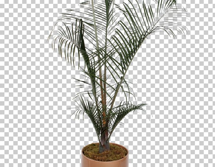 Babassu Howea Forsteriana Houseplant Arecaceae Flowerpot PNG, Clipart, Arecaceae, Arecales, Attalea, Attalea Speciosa, Babassu Free PNG Download